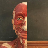 German Anatomical Muscular Bust Model