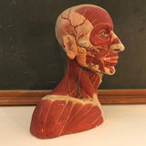 German Anatomical Muscular Bust Model