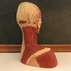 German Anatomical Muscular Bust Model