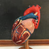 Heart Model on Stand