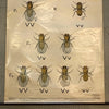 Educational Zoological Fruit Fly Genetics Chart By The Welch Scientific Company