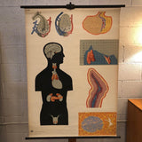 German Anatomical Educational Endocrine System Chart