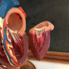 Heart Model on Stand