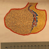 German Anatomical Educational Endocrine System Chart