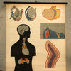 German Anatomical Educational Endocrine System Chart