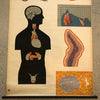 German Anatomical Educational Endocrine System Chart