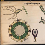 German Educational Zoological Freshwater Polyp Chart