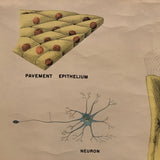 Educational Micro-Biology Chart By Sargent-Welch Scientific Company