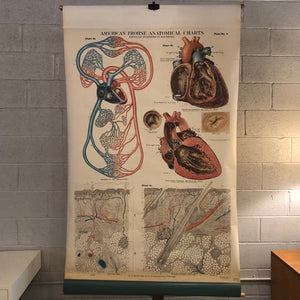 Frohse Anatomical Circulatory System Chart By A.J. Nystrom & Co.