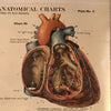 Frohse Anatomical Circulatory System Chart By A.J. Nystrom & Co.
