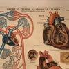 Frohse Anatomical Circulatory System Chart By A.J. Nystrom & Co.