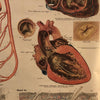 Frohse Anatomical Circulatory System Chart By A.J. Nystrom & Co.