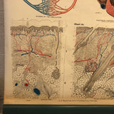 Frohse Anatomical Circulatory System Chart By A.J. Nystrom & Co.