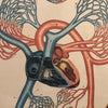 Frohse Anatomical Circulatory System Chart By A.J. Nystrom & Co.