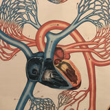 Frohse Anatomical Circulatory System Chart By A.J. Nystrom & Co.