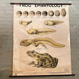 Educational Frog Embryology Chart By The Welch Scientific Company