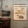 Educational Frog Embryology Chart By The Welch Scientific Company