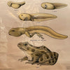 Educational Frog Embryology Chart By The Welch Scientific Company
