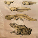Educational Frog Embryology Chart By The Welch Scientific Company