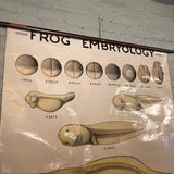 Educational Frog Embryology Chart By The Welch Scientific Company