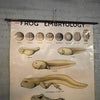 Educational Frog Embryology Chart By The Welch Scientific Company