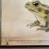 Educational Frog Embryology Chart By The Welch Scientific Company