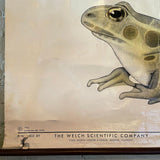 Educational Frog Embryology Chart By The Welch Scientific Company