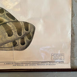 Educational Frog Embryology Chart By The Welch Scientific Company
