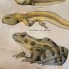 Educational Frog Embryology Chart By The Welch Scientific Company
