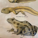 Educational Frog Embryology Chart By The Welch Scientific Company