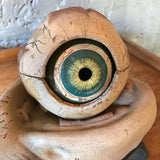 Anatomical Eye Model By New York Scientific Supply Co.