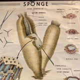 Educational Zoological Marine Sponge Wall Chart, The Welch Scientific Company