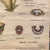 Educational Zoological Marine Sponge Wall Chart, The Welch Scientific Company