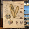 Educational Zoological Marine Sponge Wall Chart, The Welch Scientific Company