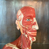 German Anatomical Muscular Bust Model