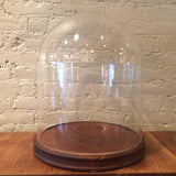 Glass Display Dome Cloche with Walnut Base