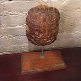 Mounted Tortoise Shell