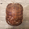 Mounted Tortoise Shell