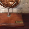 Mounted Tortoise Shell