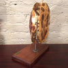 Mounted Tortoise Shell
