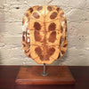 Mounted Tortoise Shell