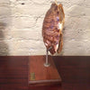 Mounted Tortoise Shell