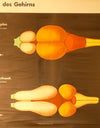 Animal Brain Development