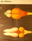 Animal Brain Development