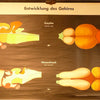 Animal Brain Development