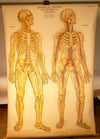 Human Anatomy Chart