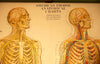 Human Anatomy Chart