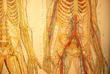 Human Anatomy Chart