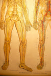 Human Anatomy Chart
