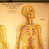 Human Anatomy Chart